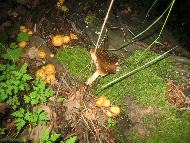 Kuehneromyces mutabilis?